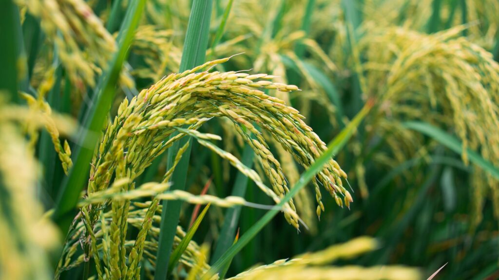 تولید برنج در جهان