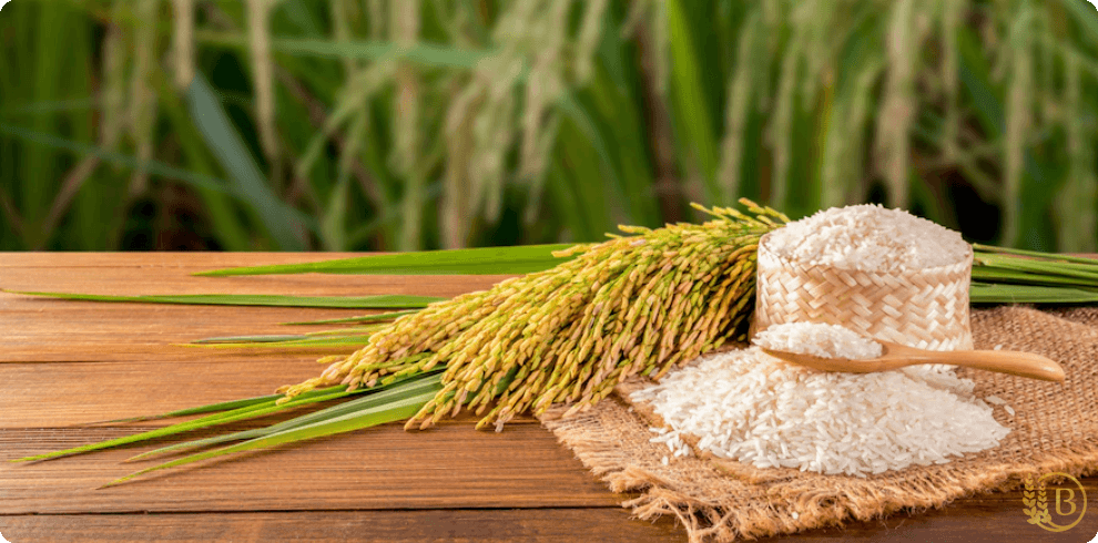 طبع برنج ایرانی
