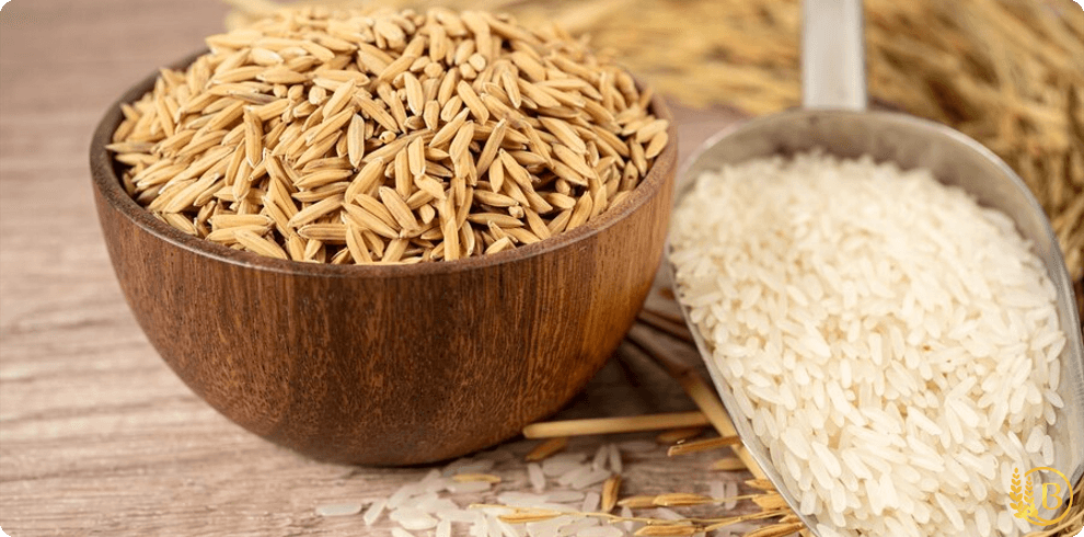 طبع برنج سرد است یا گرم؟