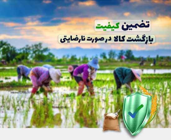 خرید برنج ایرانی با تضمین کیفیت