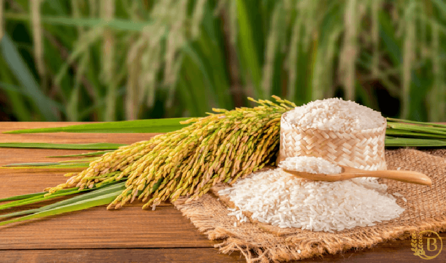 طبع برنج چیست؟